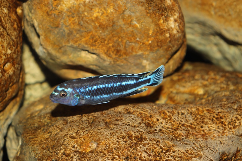 Pseudotropheus johannii 'Gome'